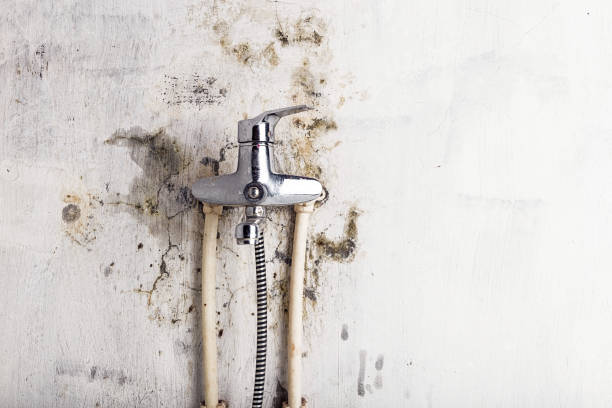 Best Mold Removal Near Me  in Violet, LA