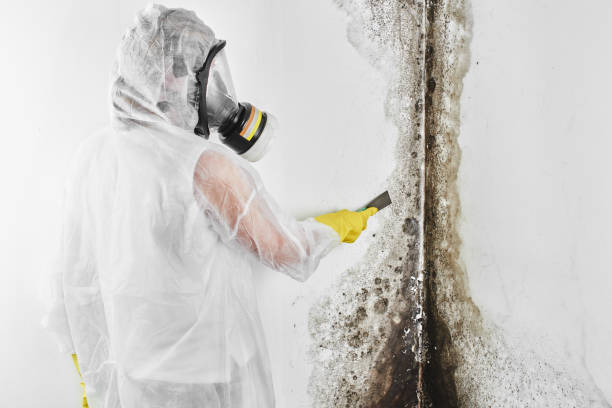 Crawl Space Mold Removal in Violet, LA