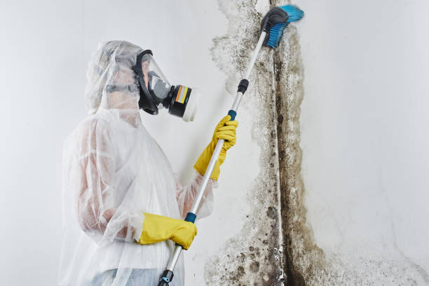Best Office Mold Removal Services  in Violet, LA