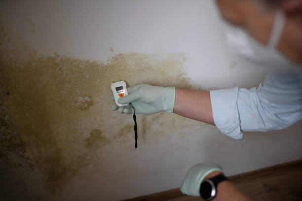Best Affordable Mold Removal  in Violet, LA