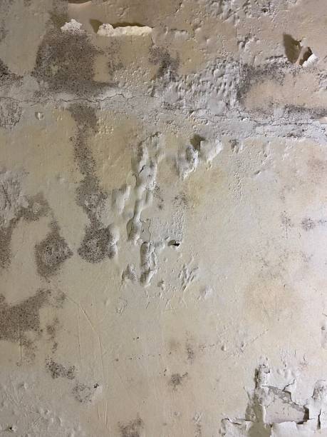 Best Commercial Mold Removal  in Violet, LA