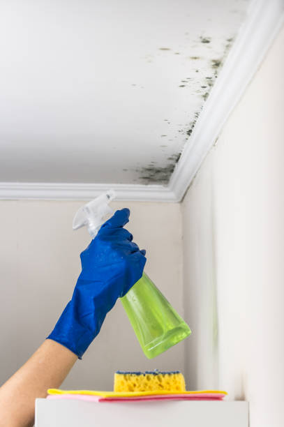 Best Mold Testing  in Violet, LA